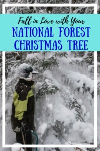 A boy is choosing a Christmas tree from the national forest