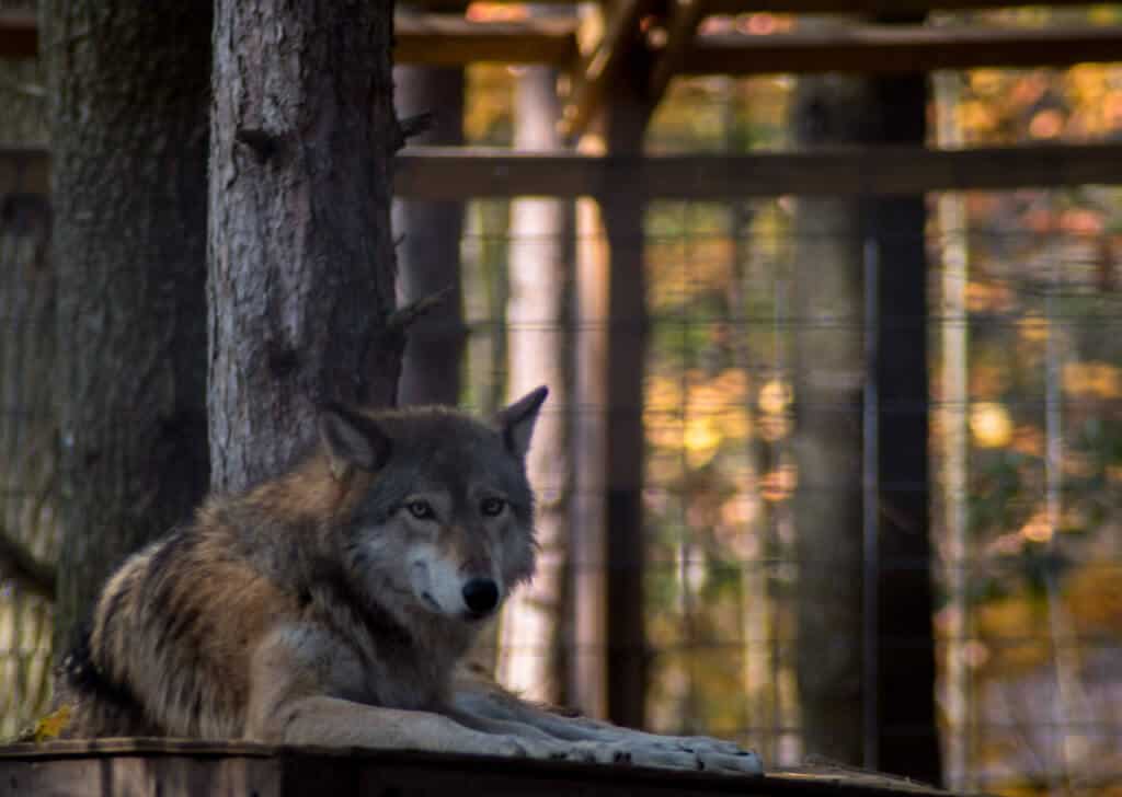 Adirondack Wildlife Refuge - wolf