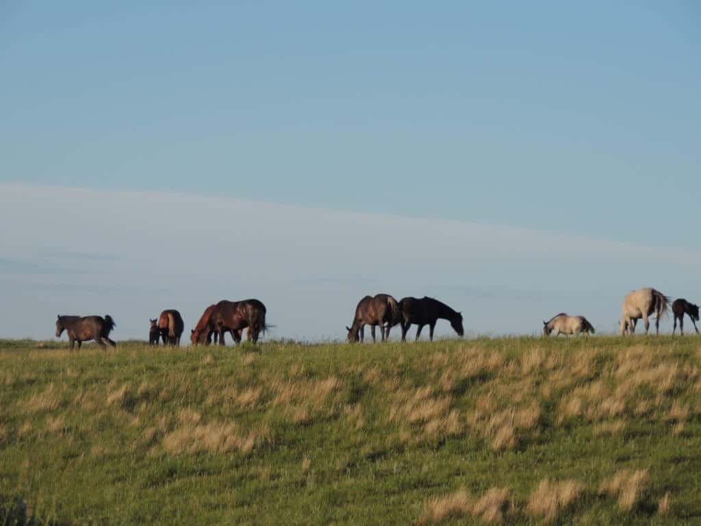 wild horses in Theodore Roosevelt National Park Theodore Roosevelt National Park