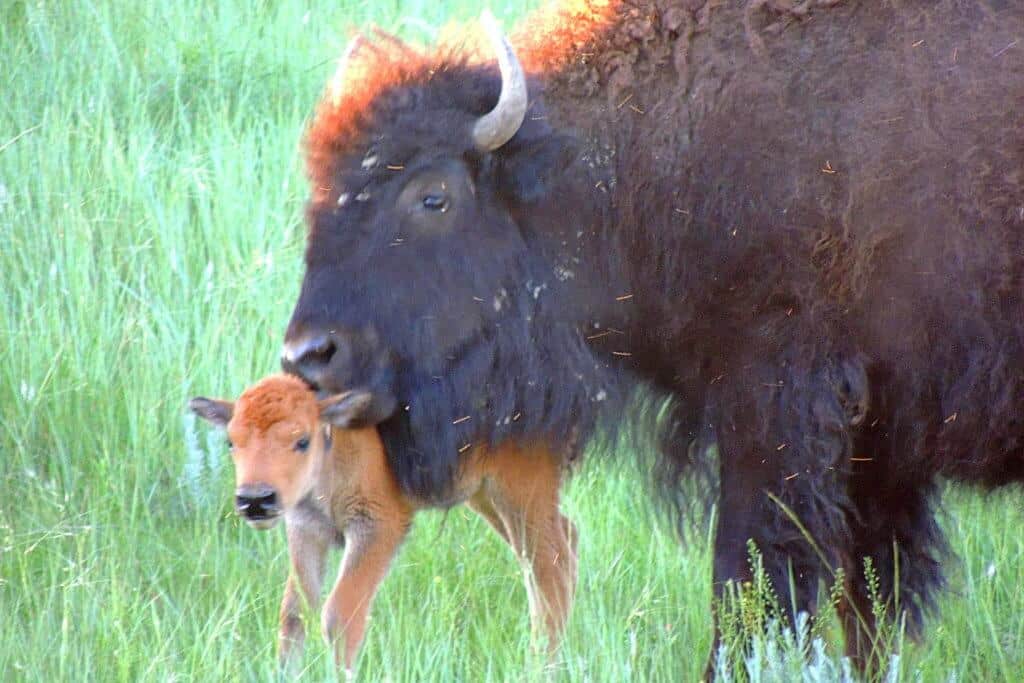 Theodore Roosevelt National Park
