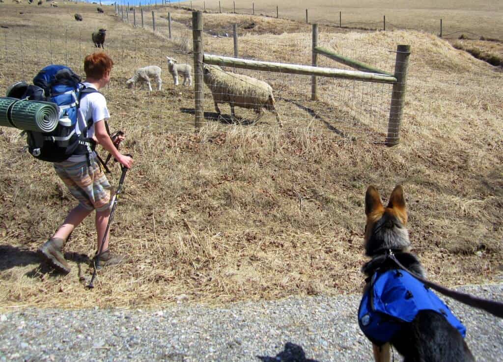 Hiking through the farm at Merck. Gabe, with a hiking pack, a German shepherd, and several sheep. 