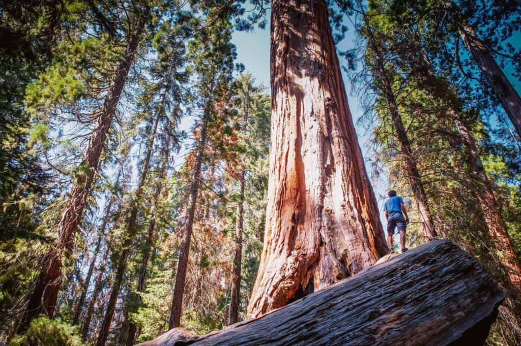A giant tree in Sierra National Forest