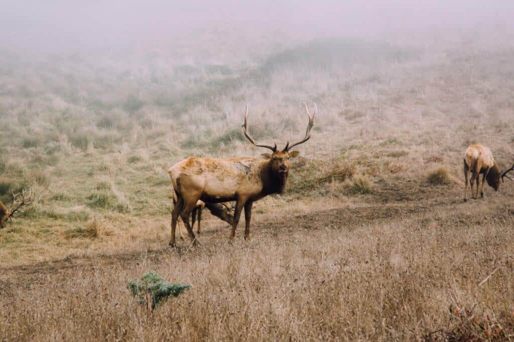An elk looks toward the camera in Shoshone National Forest