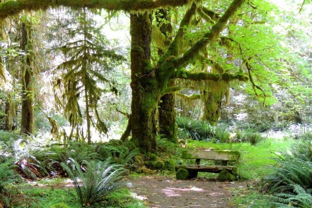 A bench along the trail in the Quinault Rainforest in Olympic National Park.