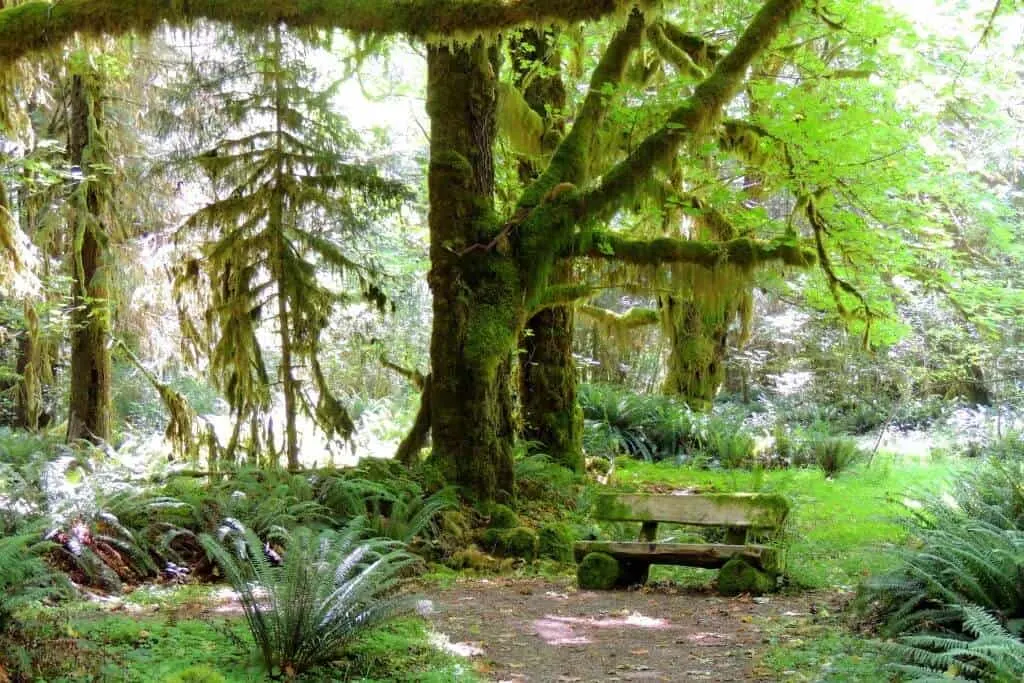 Quinault Rain Forest in Olympic National Park.