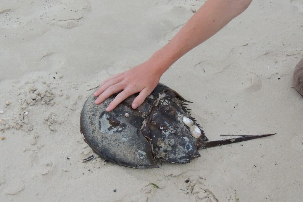 A huge horseshoe crab on Cape Henlopen Beach