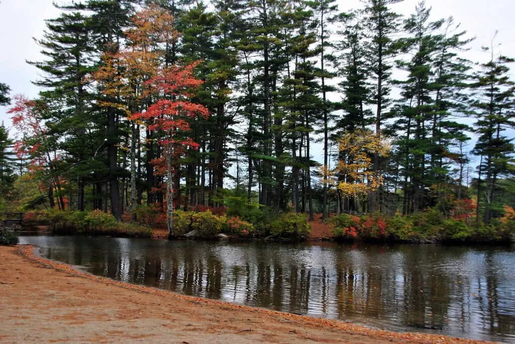 The beach at Pawtuckaway State Park in autumn by Angela N.