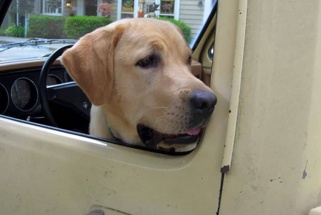 A yellow labrador sticks his head out of a yellow truck on a dog-friendly road trip. 