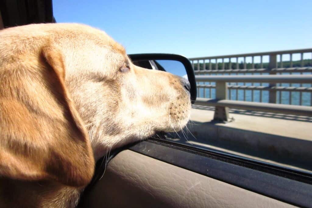 a yellow Labrador sits with his head partially out the window on a long road trip.