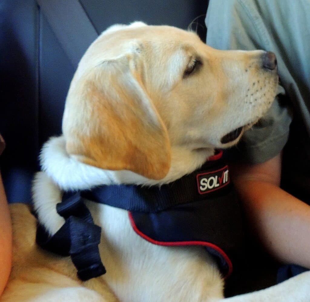 A yellow lab wearing a seat bet harness on a road trip.