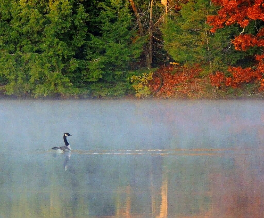A lone Canada goose on frosty Lake Shaftsbury in Vermont. 