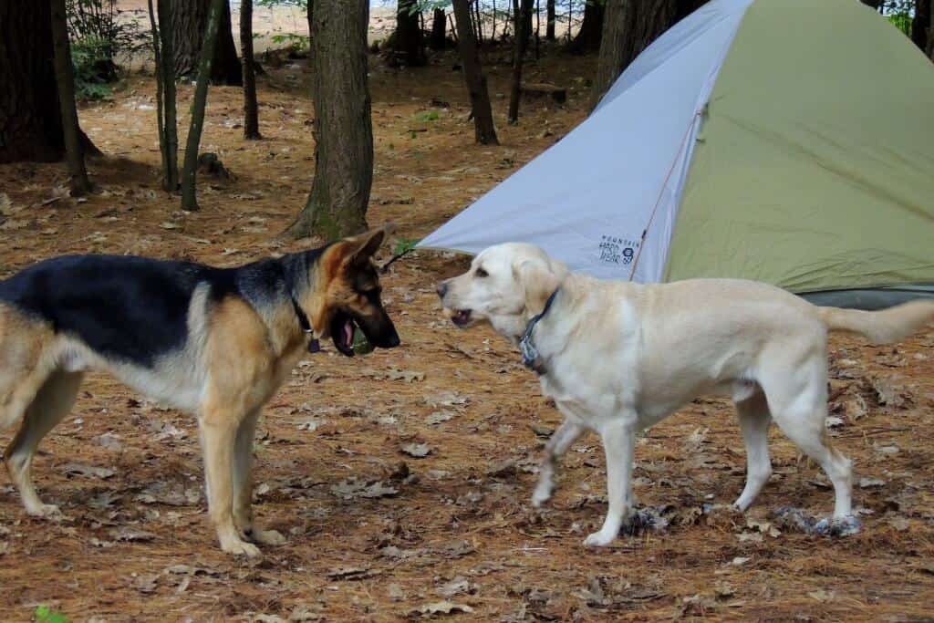 Southern Vermont Getaway Two dogs playing in front of a tent at Quechee State Park