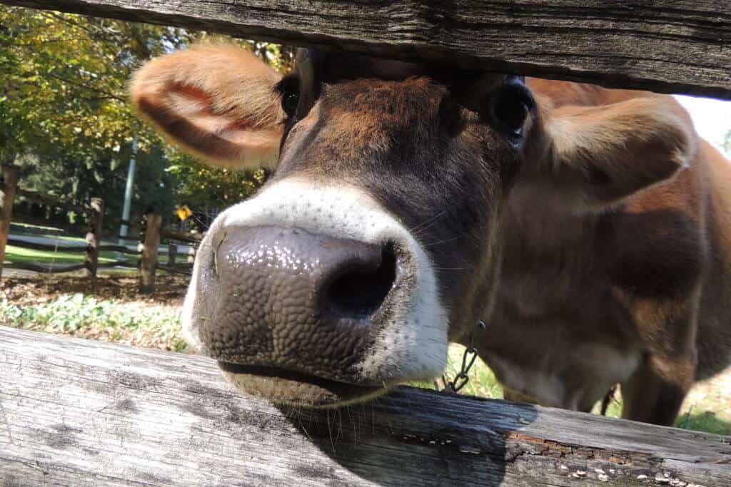 Southern Vermont Getaway A cow peers between fence posts at the camera