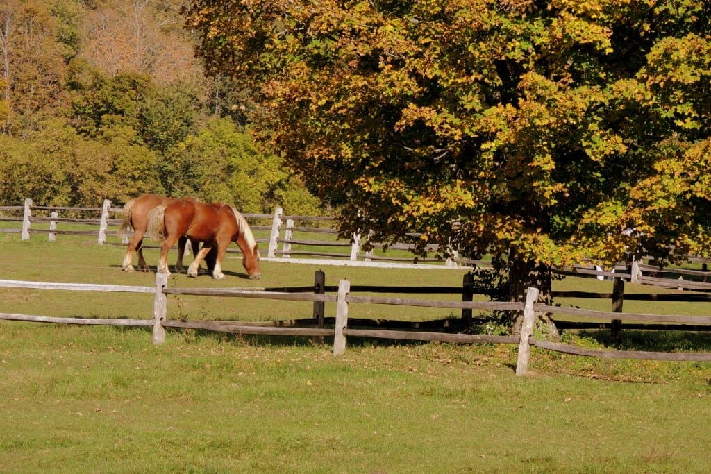 Southern Vermont Getaway Two draft horses at Billings Farm & Museum in Woodstock, VT