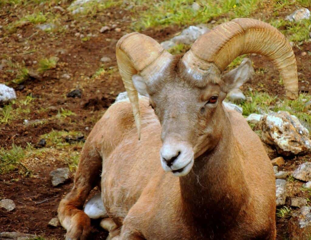 Bighorn sheep are common on the tundra