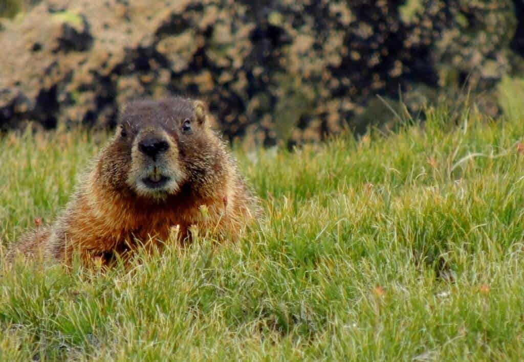 This yellow-bellied marmot kept an eye on us.