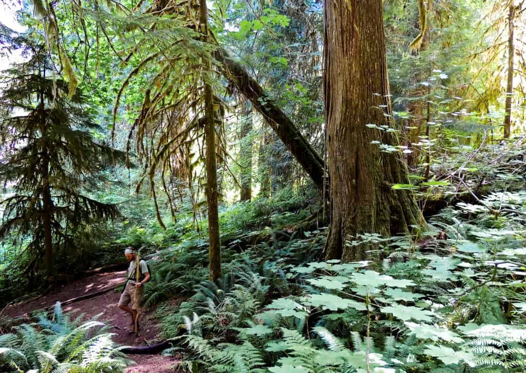 How to Avoid National Park Crowds on Your Next Adventure 2 A dark forest in North Cascades National Park in Washington.