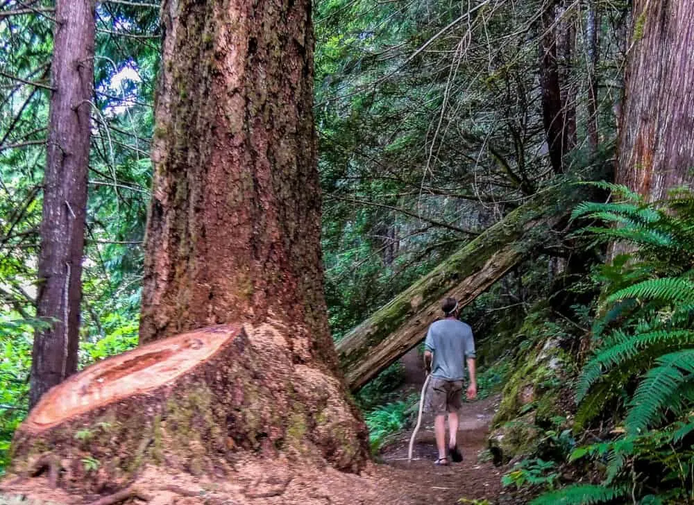 a man hiking next to a huge tree stump in North Cascades National Park