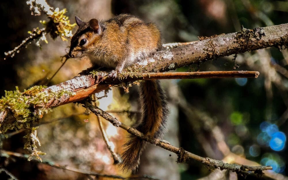 a close up of a squirrel sitting in some branches in North Cascades National Park
