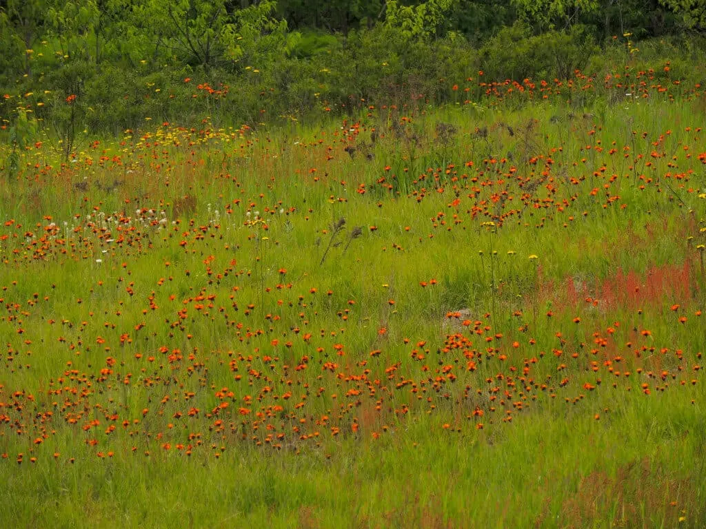 A field of wildflowers in Pictured Rocks National Lakeshore