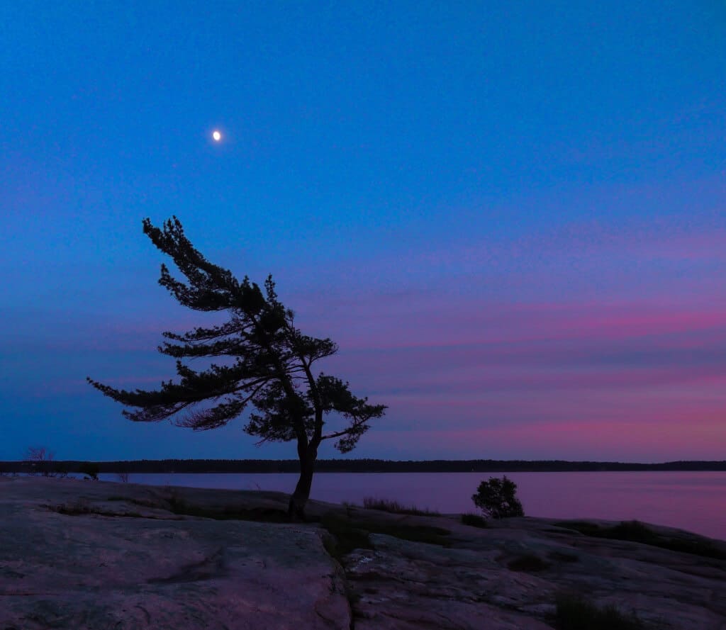 A lonely tree on the shores of Lake Ontario