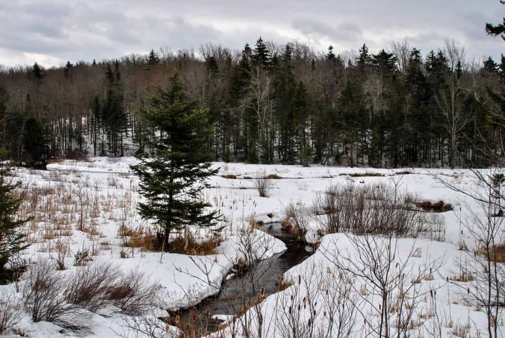 A winter scene in Woodford State Park in Southern Vermont.