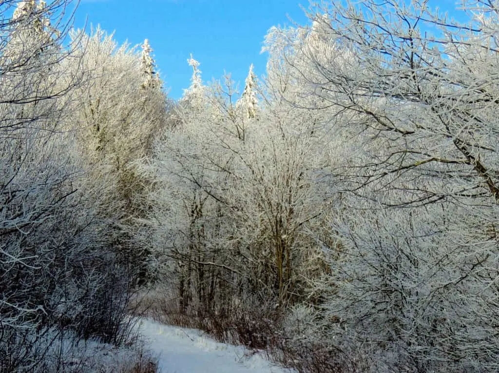 Snow-covered trees near a camping cabin in Massachusetts. 