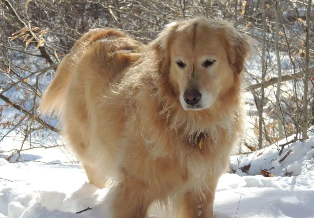 A fluffy golden retriever stands in the snow waiting to go snowshoeing.