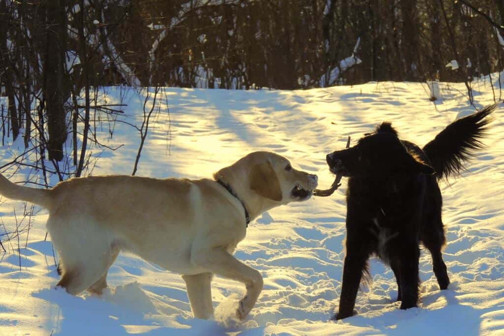 Two dogs chew on a stick in the snow.