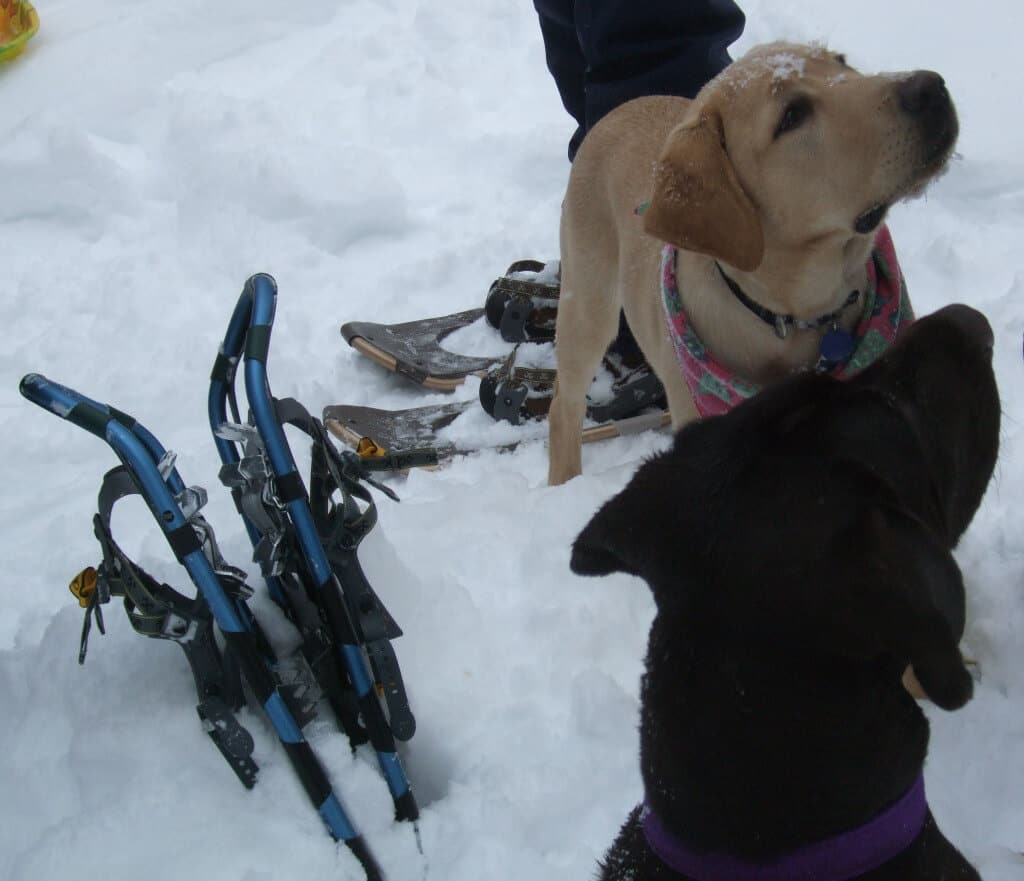 snowshoes for small dogs