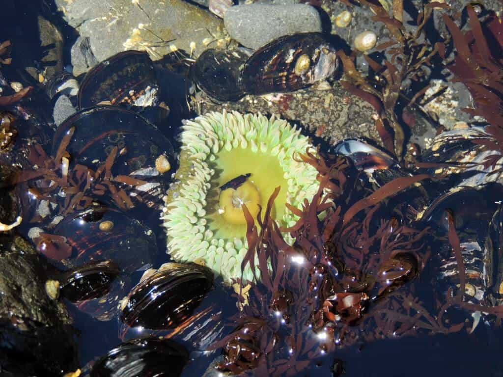 A tide-pool sea urchin surrounded by mussels and seaweed
