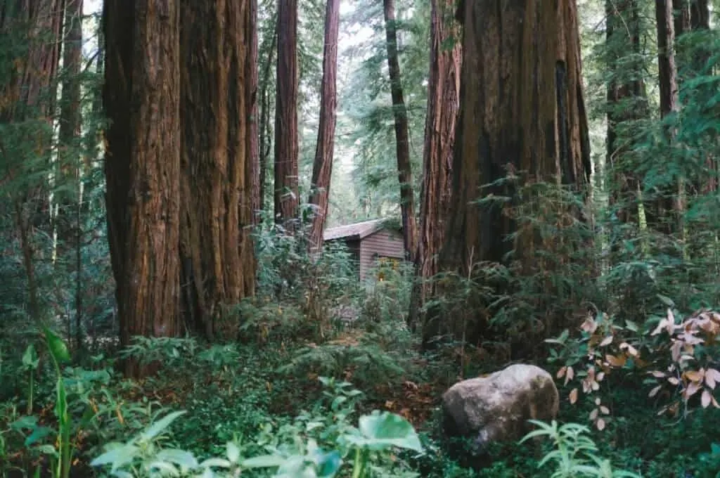 A cabin peaking out of the forest in Jedediah Smith Redwoods State Park.