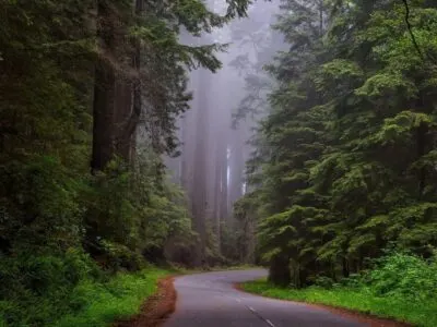 Explore the California Redwoods in Jedediah Smith Redwoods State Park