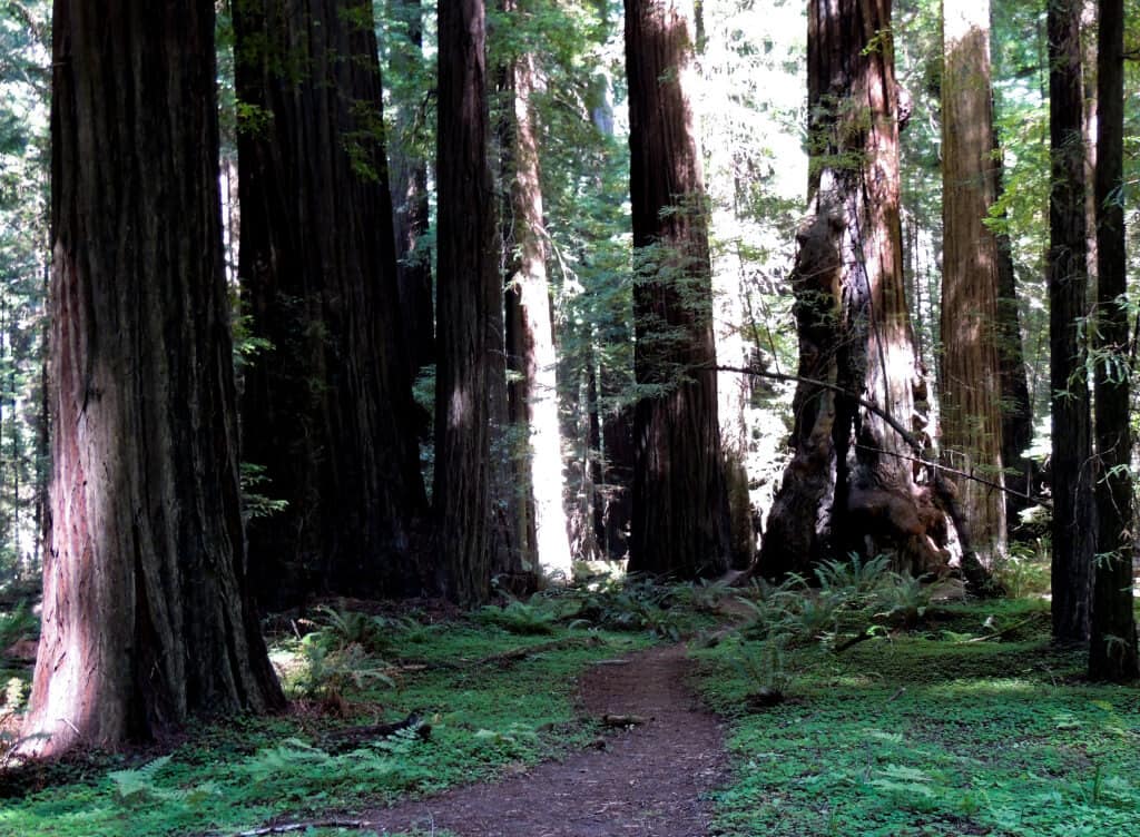 Why You Need to Explore Jedediah Smith Redwoods State Park