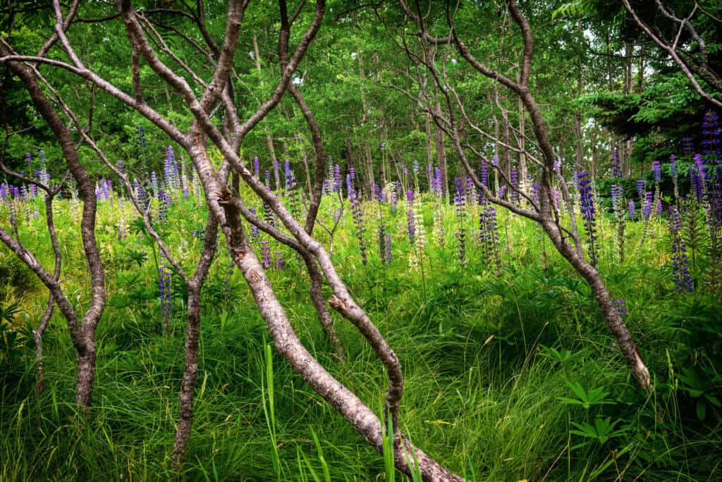 A field of lupines in Maine