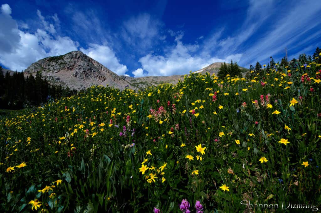 a field of wildflowers in Colorado