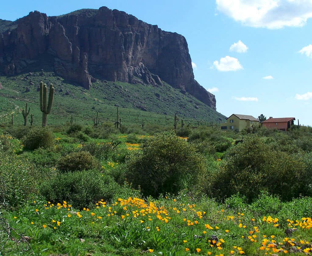The Best Wildflower Hikes in the USA Wildflower Hikes Arizona