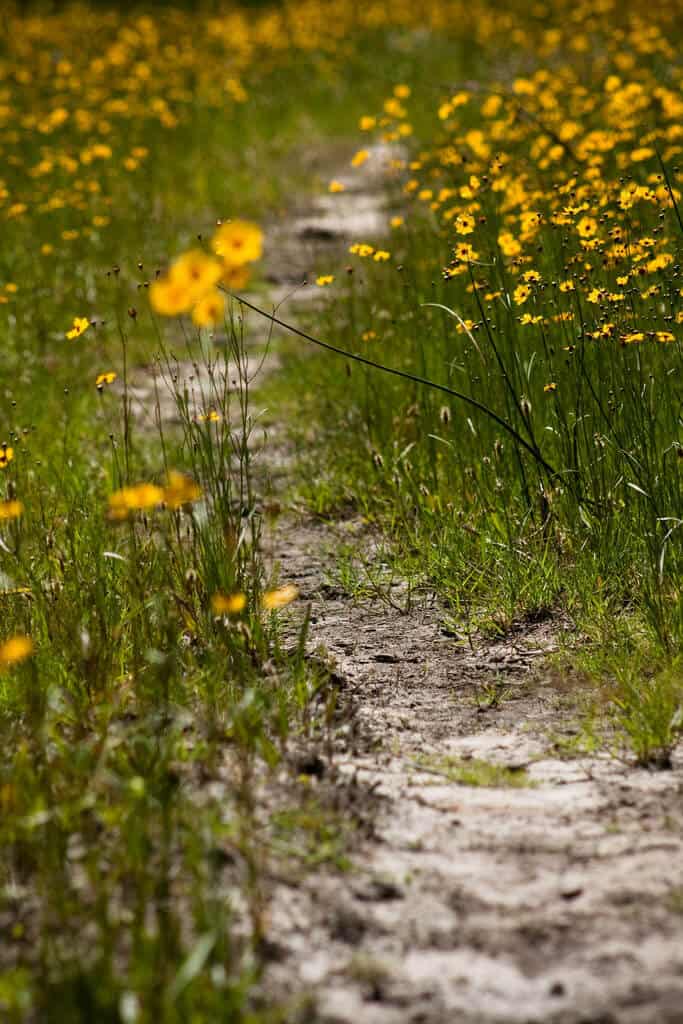 Wildflower walk Florida