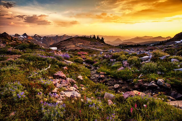 Best wildflower hikes in the USA A wildflower field in Washington State.
