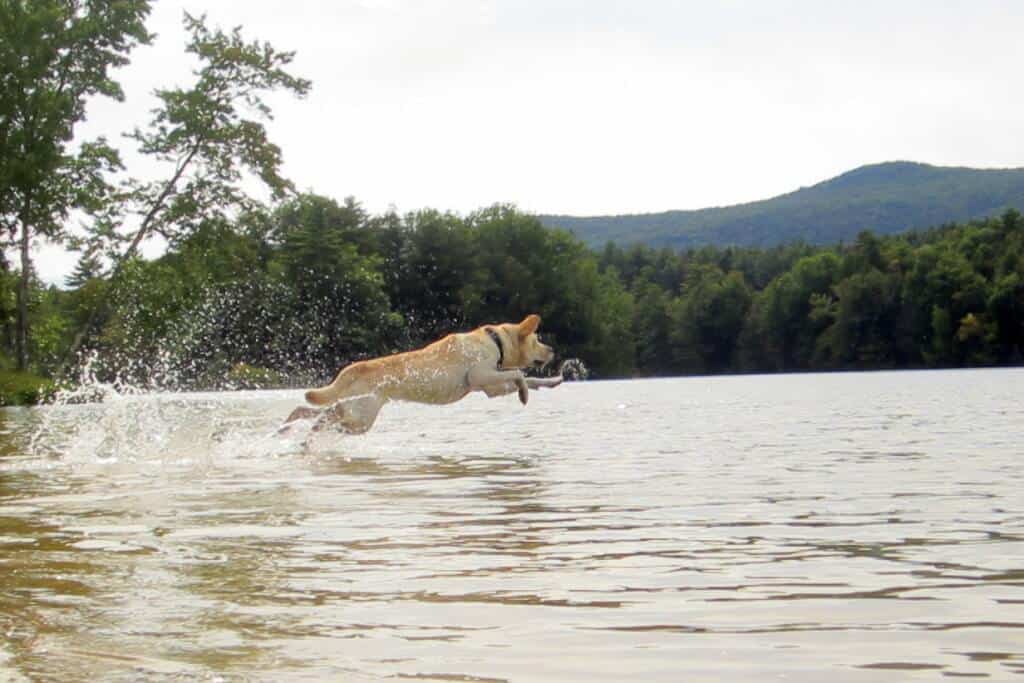 A yellow Labrador jumping in the lake