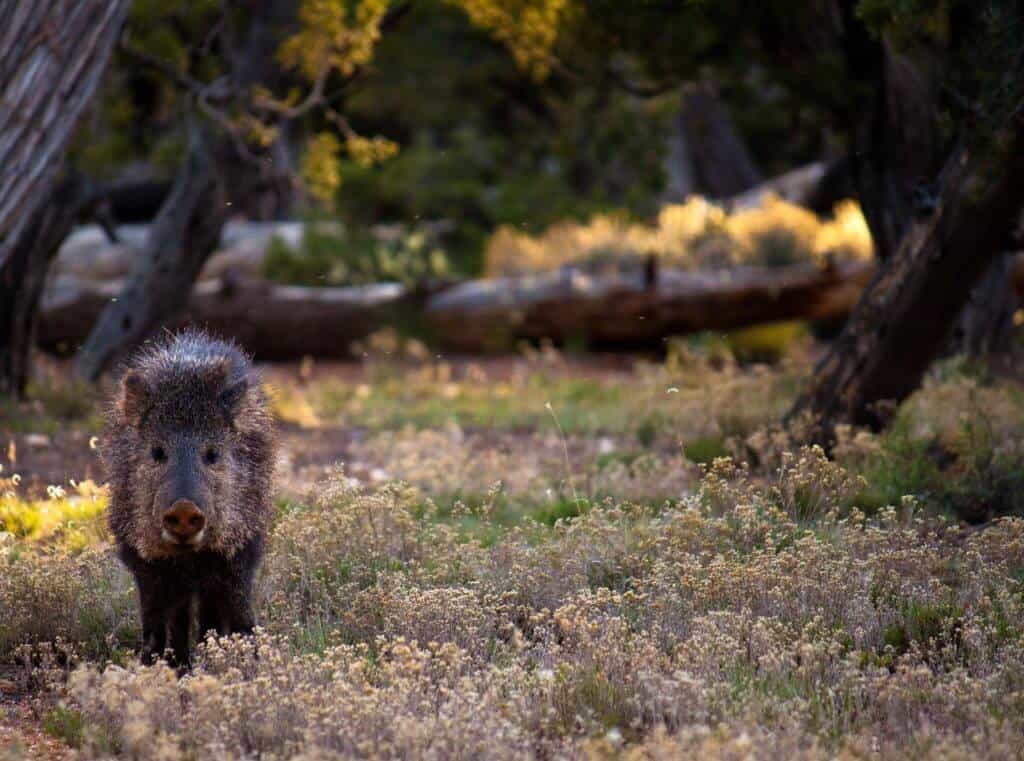 A lone javalina at Desert View Campground in the Grand Canyon.