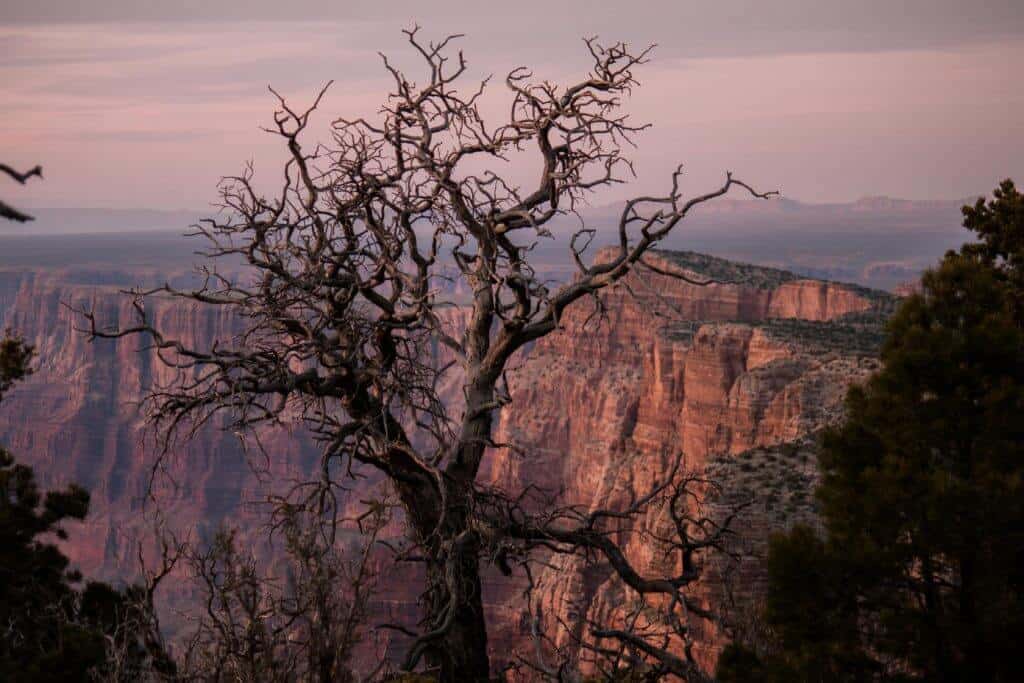 Desert View Campground, Grand Canyon A gnarly tree at the Desert View Campground in the Grand Canyon