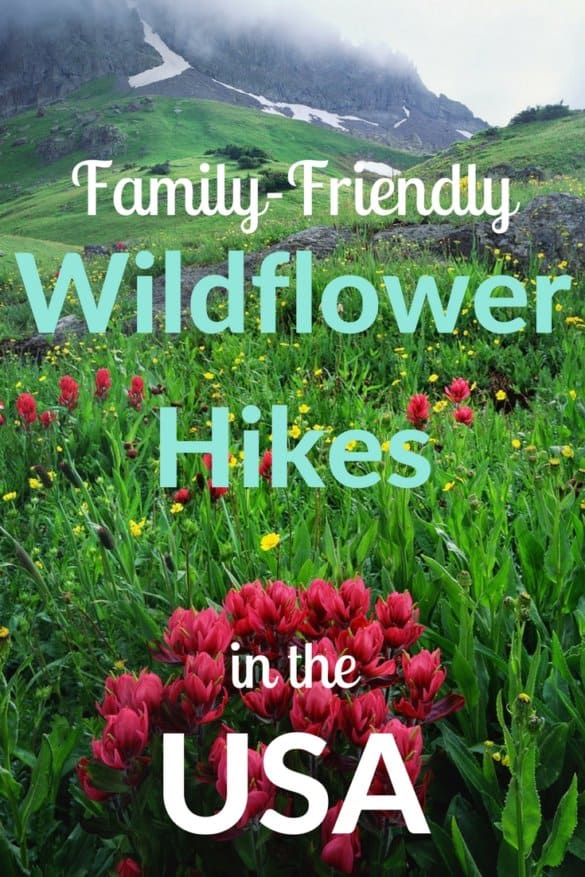 6 Awesome Wildflower Hikes for Families in the USA