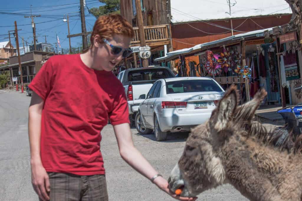 Oatman burros A boy feeds a feral burro a carrot in Oatman, AZ