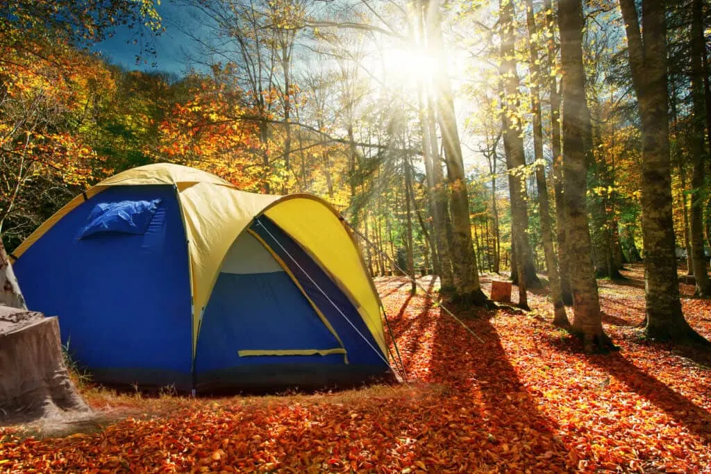 A blue and yellow tent in an autumn forest.