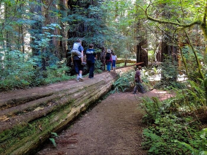 Several kids hiking in the Redwoods of California. They are walking along a downed log.