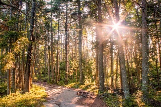 sunset on a hiking trail in Mt Ascutney State Park in Vermont