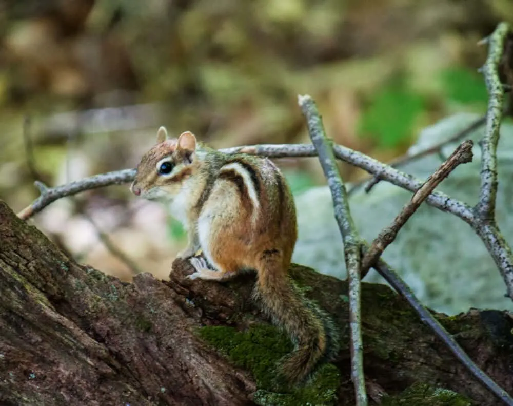 A chipmunk at Emerald Lake State Park in Vermont