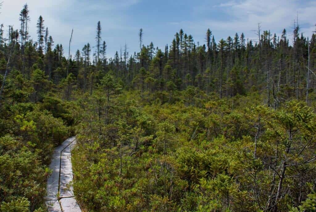Groton State Forest Vermont Peacham Bog Groton State Forest