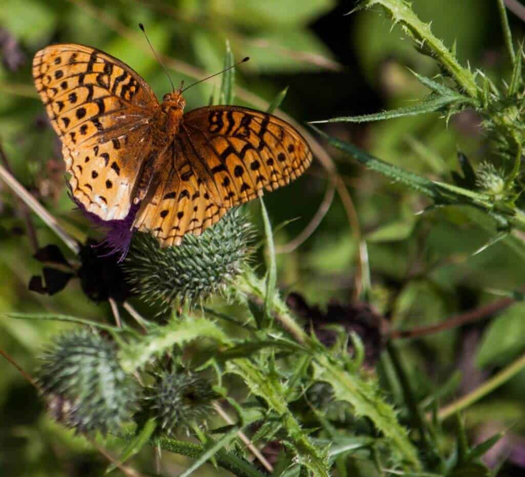 Groton State Forest Vermont A butterfly on thistle in Kettle Pond State Park